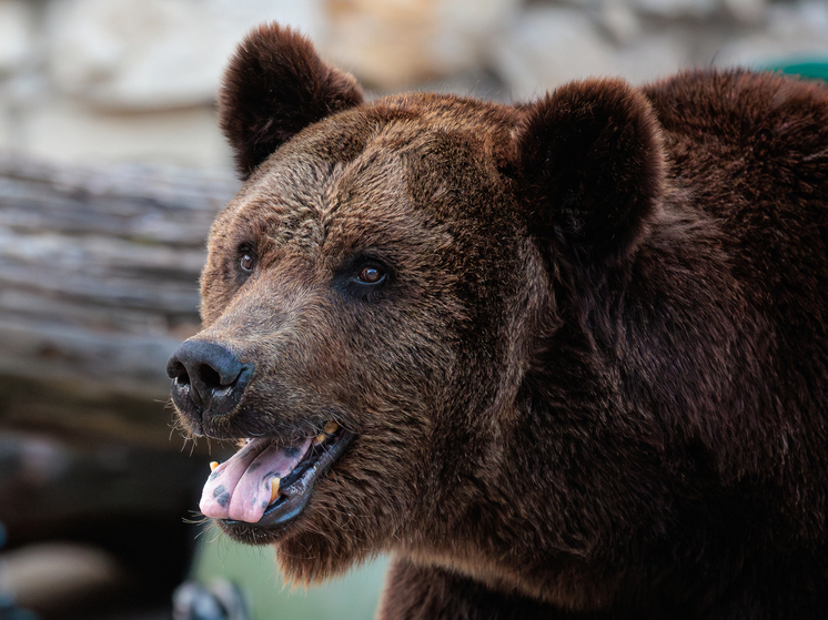 В Подмосковье в пять раз выросла популяция бурых медведей В Подмосковье в пять раз выросла популяция бурых медведей