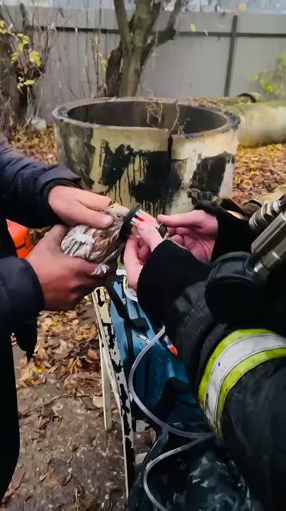 В Люберцах пожарные спасли голубей, надышавшихся дыма В Люберцах пожарные спасли голубей, надышавшихся дыма