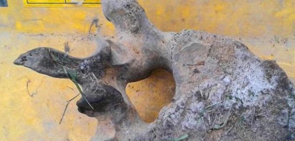 Люберецкий бульдозерист ремонтировал дорогу и нашел кость мамонта