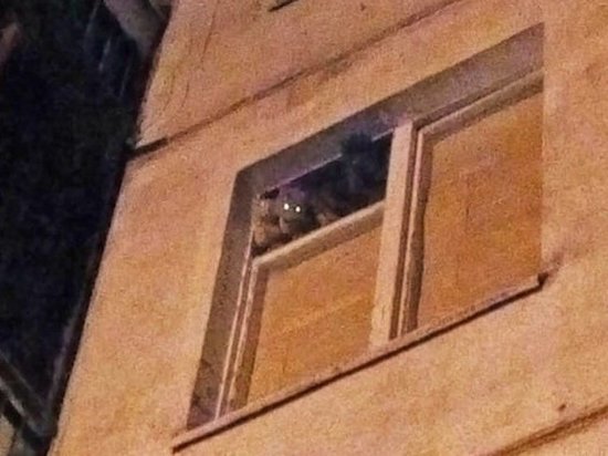 Соседи в Одинцово замуровали квартиру, в которой остались кошки