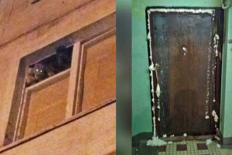 Соседи в Одинцово замуровали квартиру, в которой остались кошки