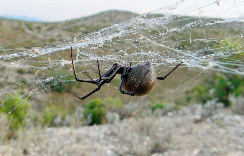 Подмосковье могут заполонить тарантулы и каракурты
