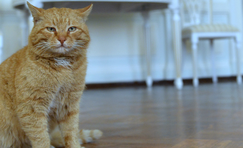 Рыжий Марай из Серпухова вошел в топ самых популярных в СМИ котов