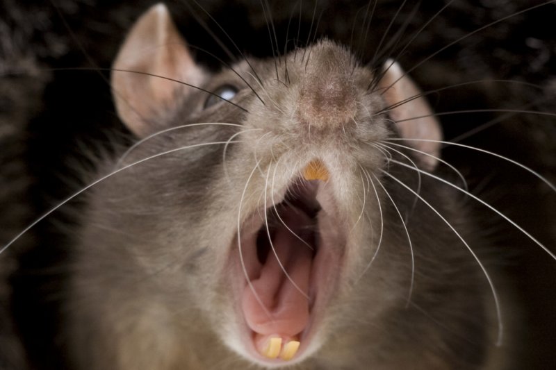 В Лобне в подъезде дома ребенка укусила крыса