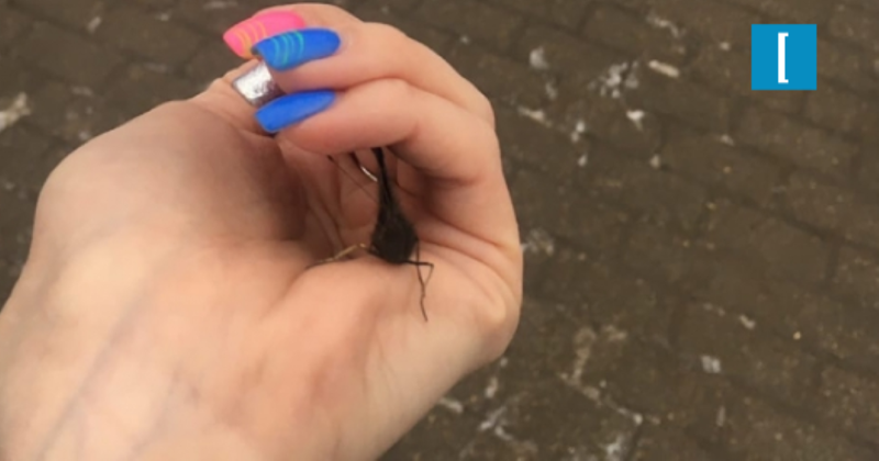 Жительница Наро-Фоминска нашла проснувшуюся бабочку