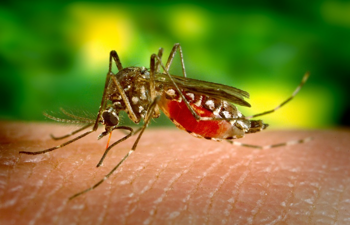 Из-за аномальной зимы в Подмосковье могут исчезнуть комары