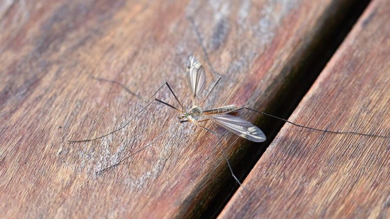 Из-за аномальной зимы в Подмосковье могут исчезнуть комары
