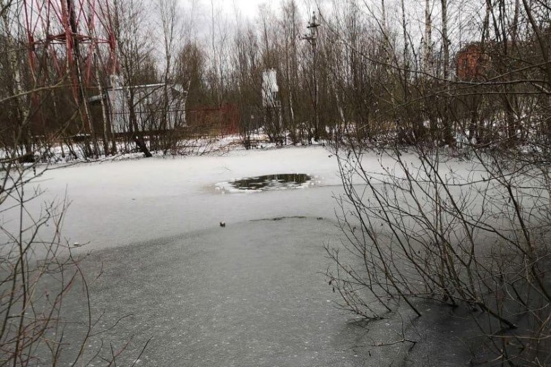 В Пушкино на дне пруда найдены мертвыми пропавшие девочки-подростки