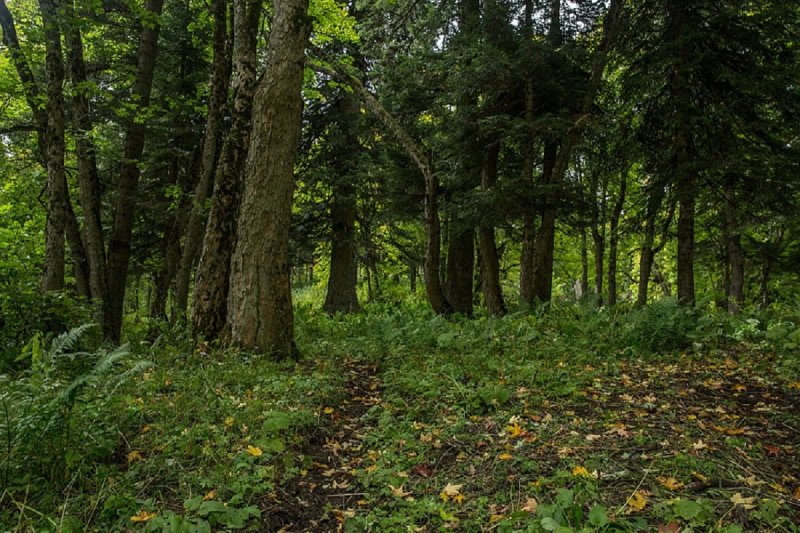 В лесу Красногорска обнаружили полугодовые останки мужчины  