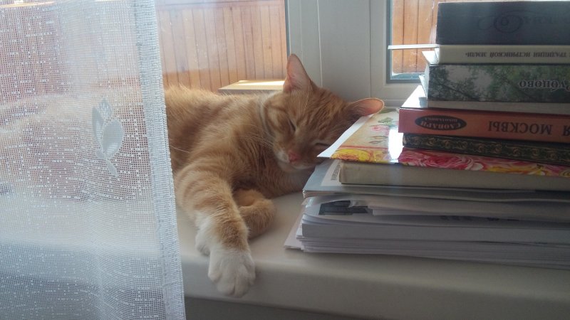 Кот из Истринской библиотеки «написал» хайку, посвящённое Чехову 