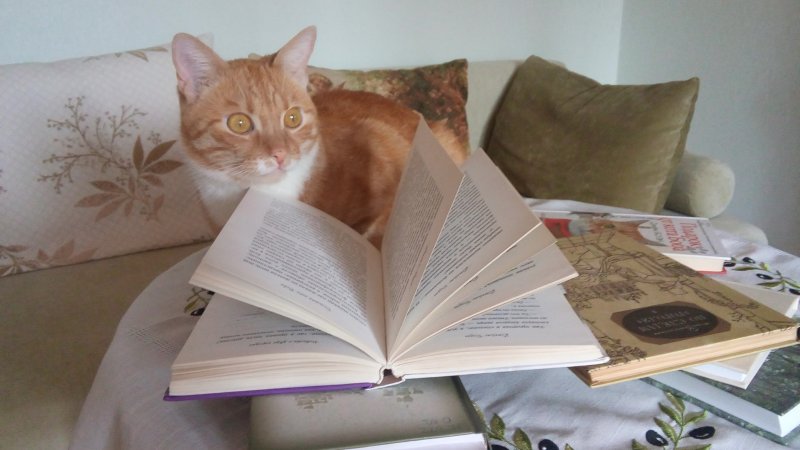 Кот из Истринской библиотеки «написал» хайку, посвящённое Чехову 