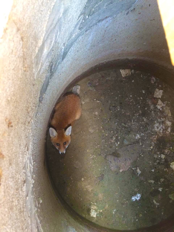 В Чехове спасли лисёнка, упавшего в яму 