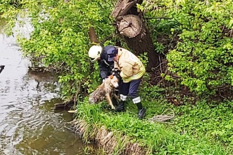 Спасатели вытащили тонущую собаку из реки в Наро-Фоминске 