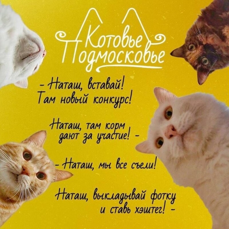 В Подмосковье стартовал конкурс для любителей котов и кошек