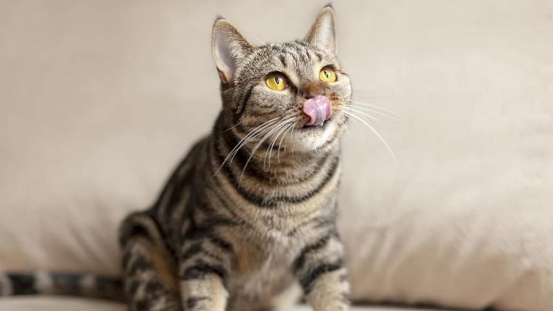 В Подмосковье стартовал конкурс для любителей котов и кошек