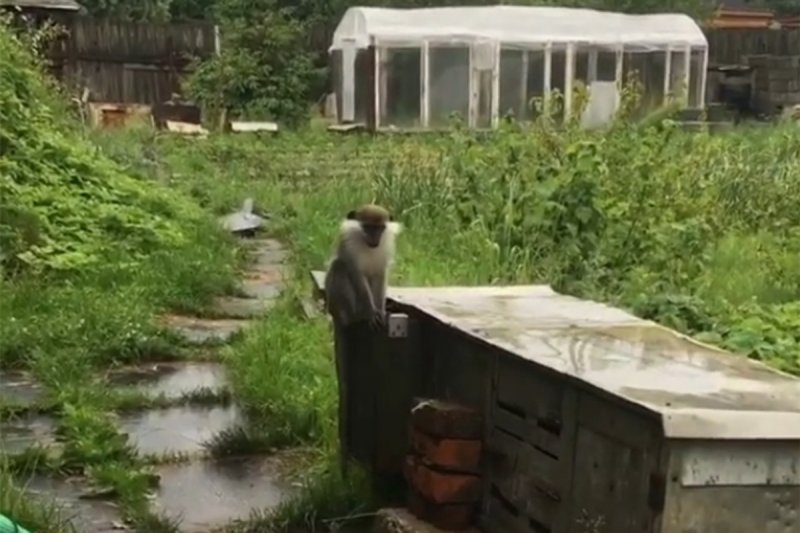 В Чехове в частном доме появилась обезьянка-потеряшка 