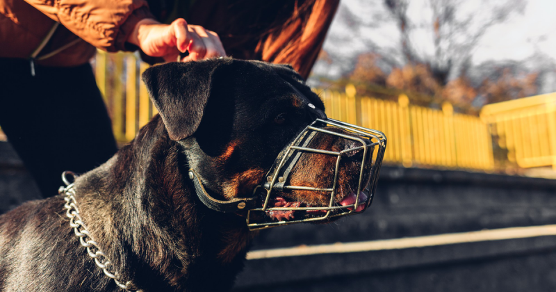 В Московской области могут ввести наказание за агрессивное поведение владельцев собак
