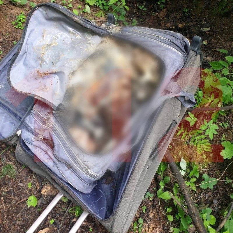 В лесу под Сергиевым Посадом в чемодане нашли тело женщины