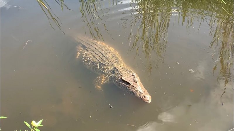 Блогер из Балашихи обнаружил в подмосковной речке крокодила