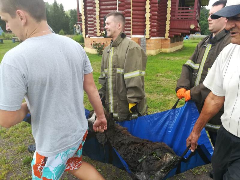 Спасатели в Павловском Посаде вытащили собаку из болота