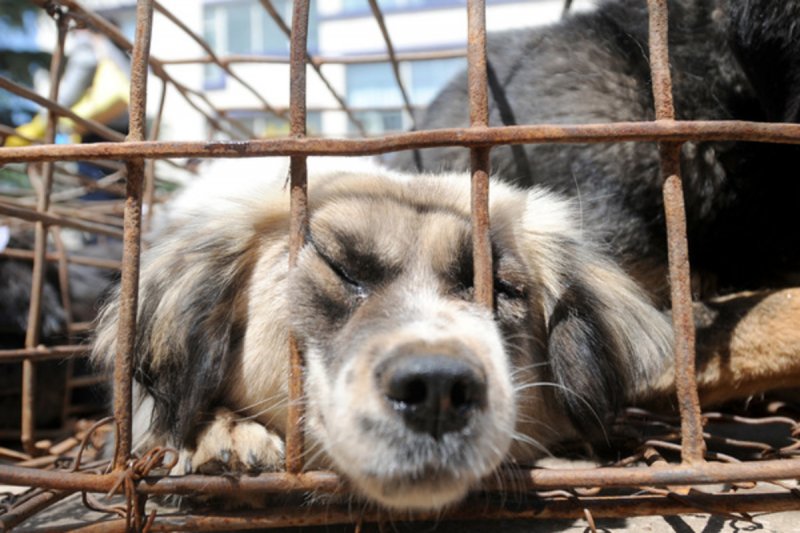 В Подмосковье на службы отлова животных и приюты обрушились штрафы за жестокое обращение