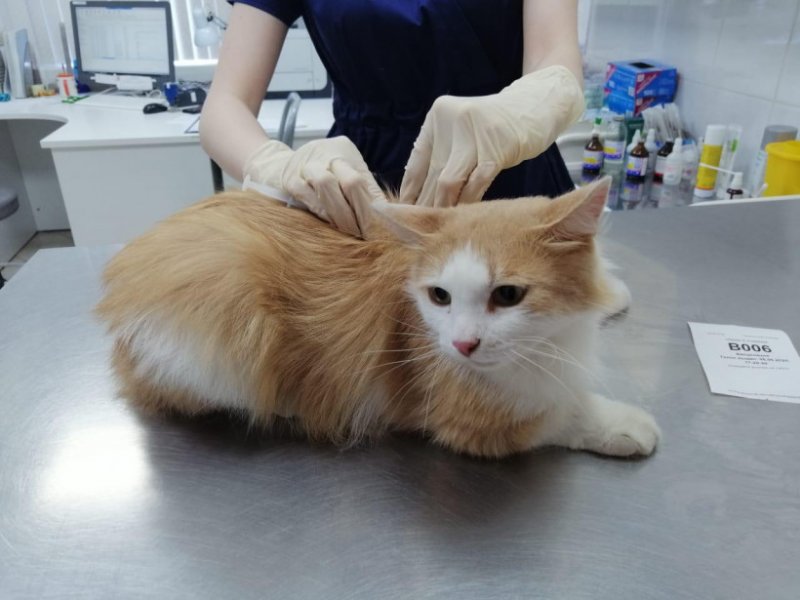 Бездомных кошек будут бесплатно стерилизовать в Московской области