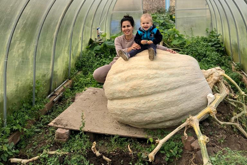 Фермер из Луховиц вырастил гигантские тыквы весом около 400 кг