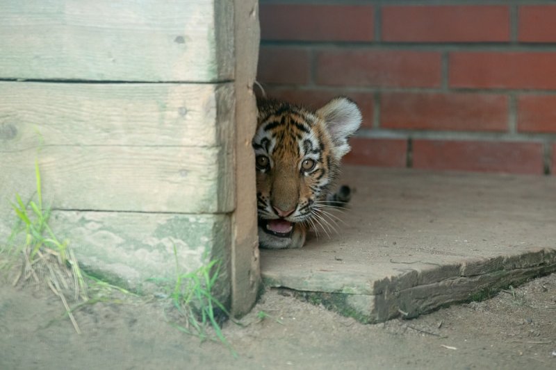 Амурские тигрята родились в зоопитомнике под Волоколамском