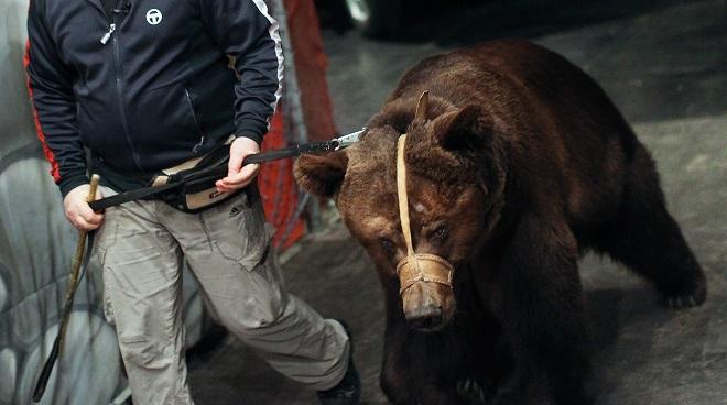 В цирке-шапито в Реутово медведь напал на дрессировщика и ребенка