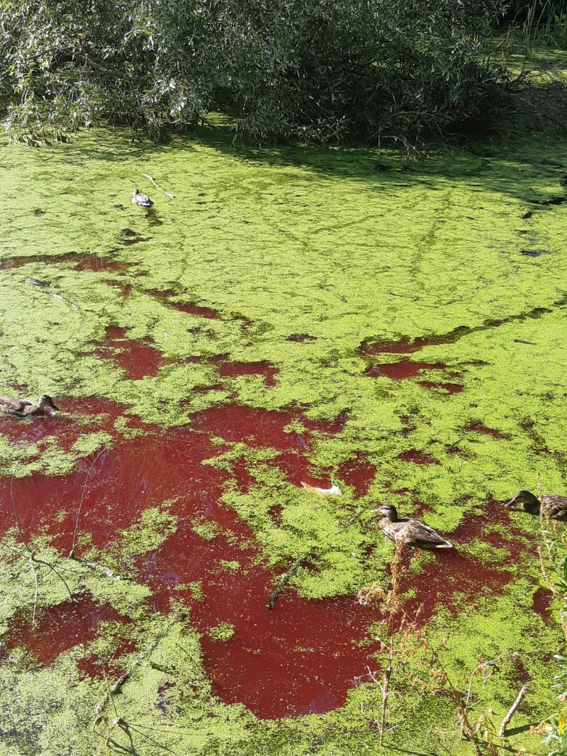 Экологи проверят пруд с красной водой в Волоколамске 