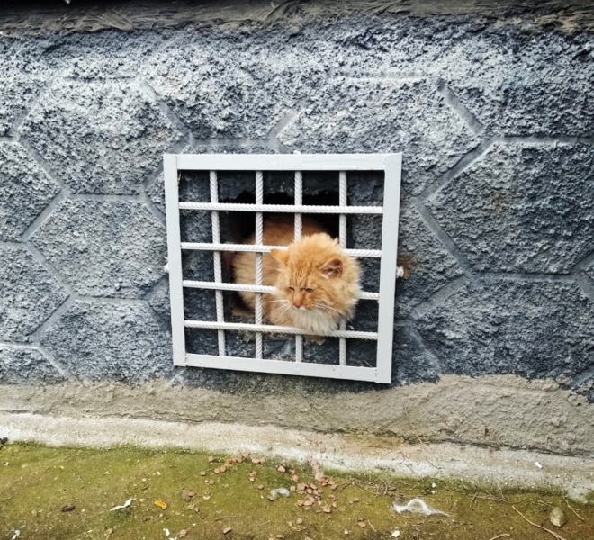 Спасатели Можайска освободили кота, застрявшего в решетке подвального окна