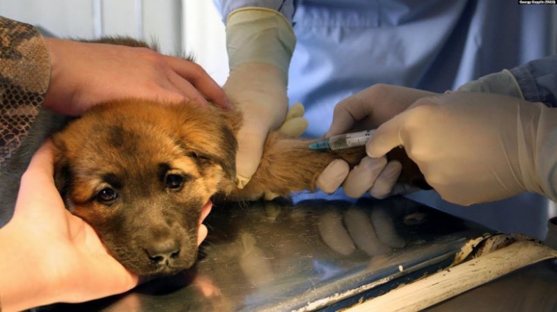 С начала года в Подмосковье прививки от бешенства поставили 15 тысячам бездомных животных