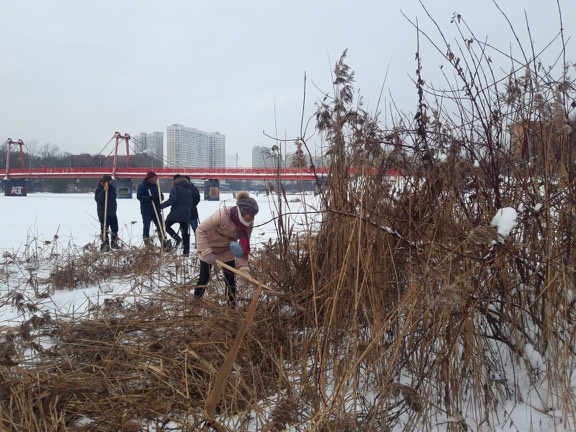Реку Серебрянку в Пушкино начали чистить от сухостоя