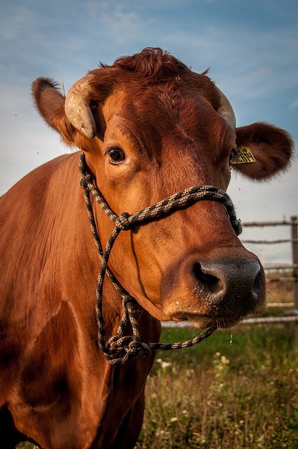 Коров красной датской породы впервые завезли в Подмосковье для производства сыров премиум-класса