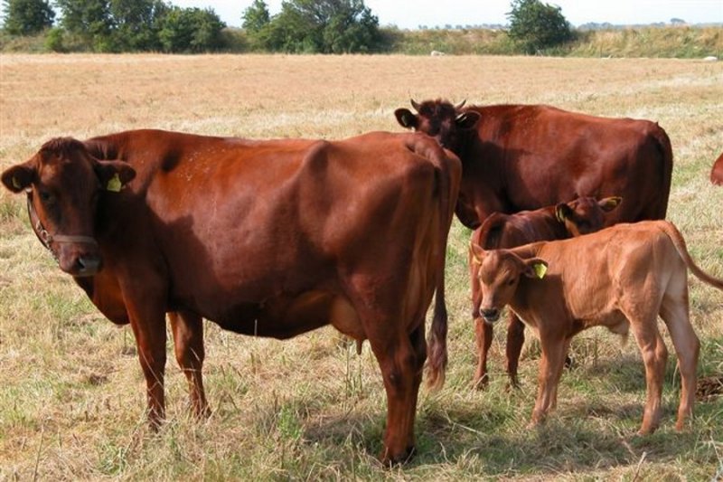 Коров красной датской породы впервые завезли в Подмосковье для производства сыров премиум-класса