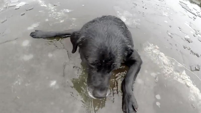 Погибающую собаку вывели со льда спасатели в Долгопрудном