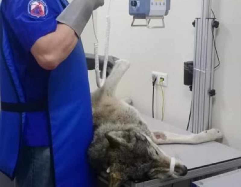 Одинцовские зоозащитники приютили больного волка