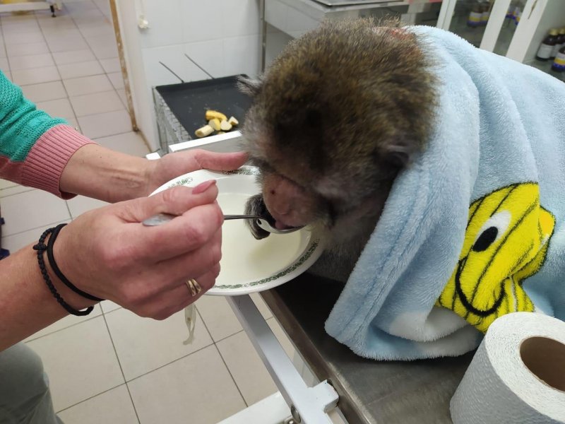 Подмосковные ветеринары осмотрели 127 обезьян