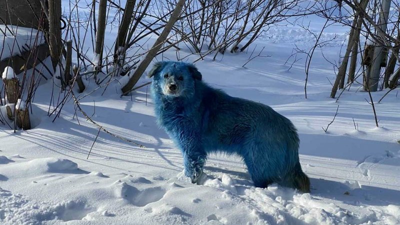 Власти Подмосковья объяснили, почему собаки в Подольске позеленели