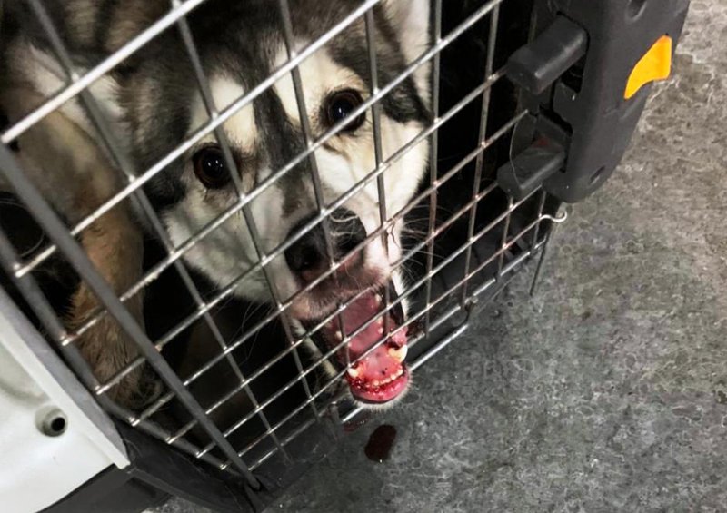 Собаку, застрявшую зубами в прутьях клетки во время перелета, освободили в Домодедово
