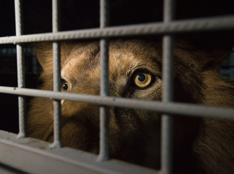 Минэкологии Московской области поддержало законопроект о запрете мобильных зоопарков