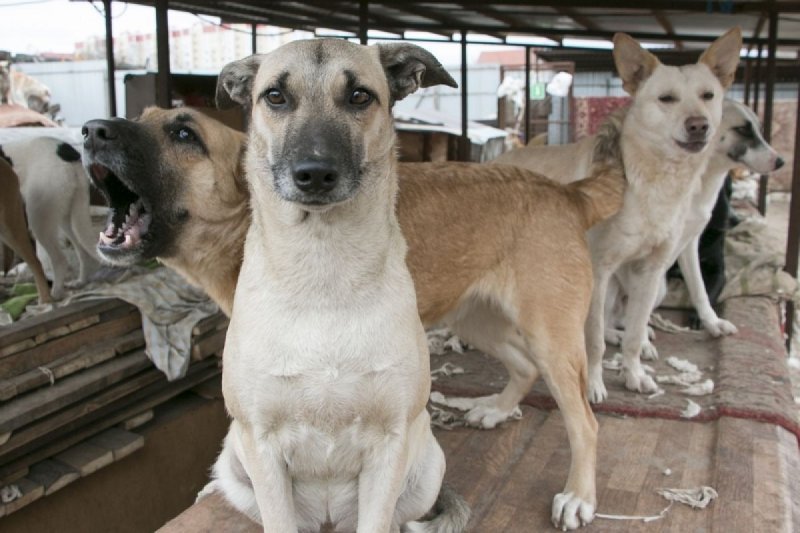 Ветеринарную клинику и приют для животных планируется построить в Черноголовке