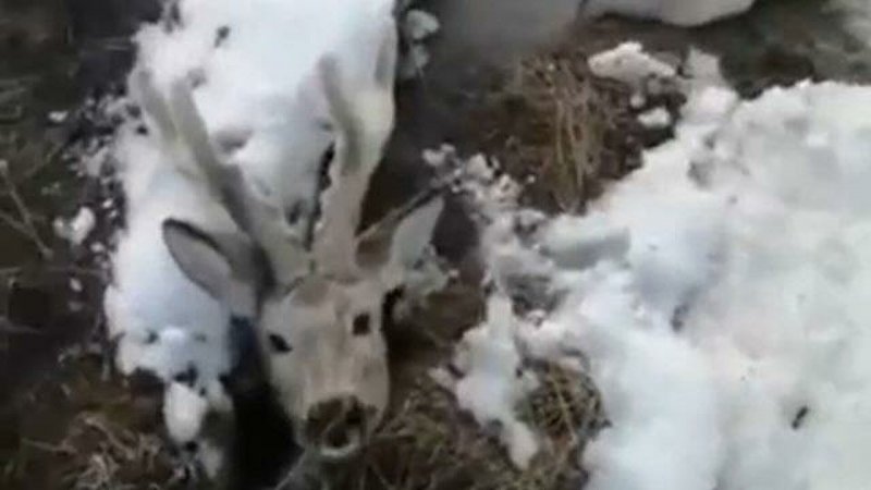 В Жуковском мужчина спас оленя, застрявшего в расщелине