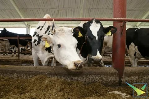 Луховицы стали лидерами по производству молока