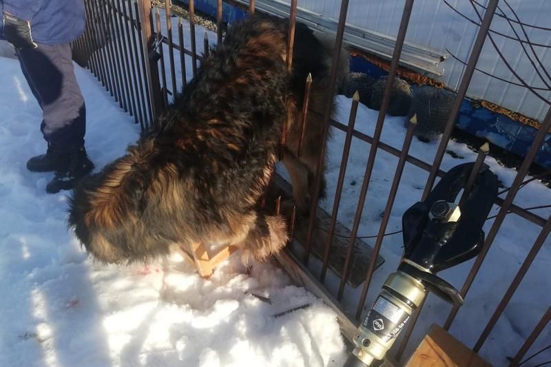 Собака в Ступино напоролась животом на острый штырь в заборе и застряла между прутьев