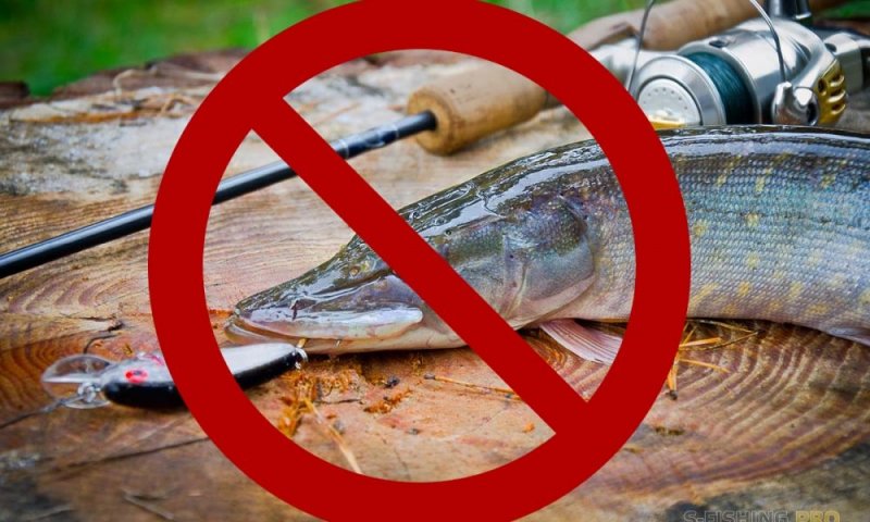 Ограничения на вылов рыбы уже начали действовать в Подмосковье