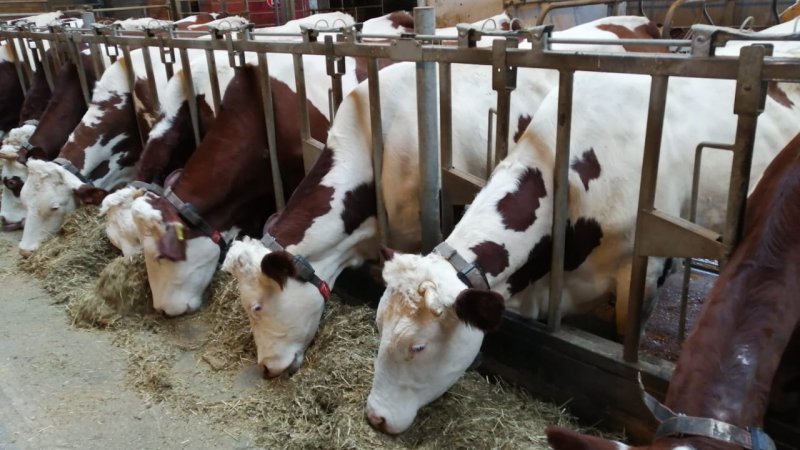 Порядка 72,6 тысячи голов крупного рогатого скота оценили в Московской области