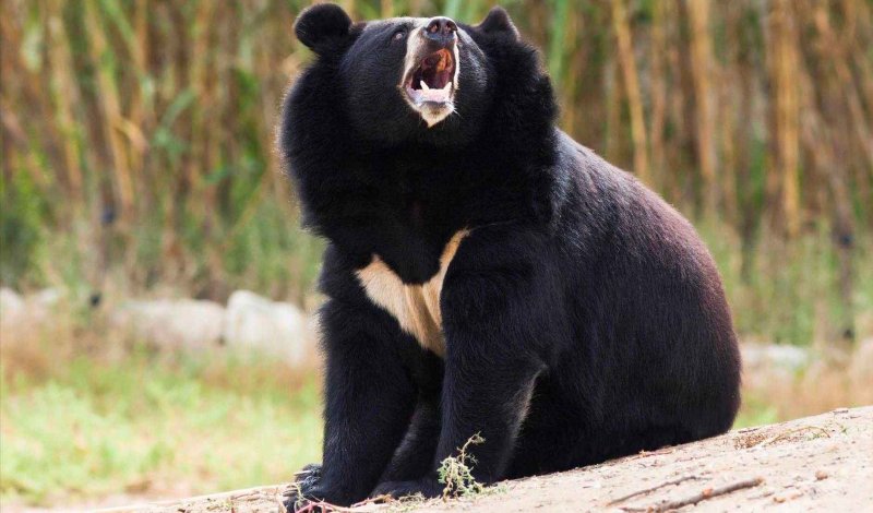 В доме стрелка из Мытищ обнаружили краснокнижных гималайских медведей