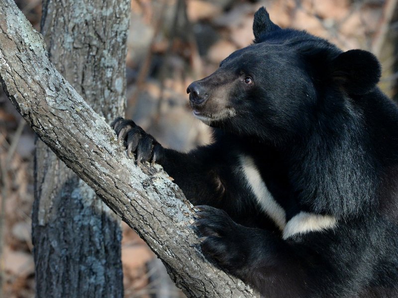 В доме стрелка из Мытищ обнаружили краснокнижных гималайских медведей