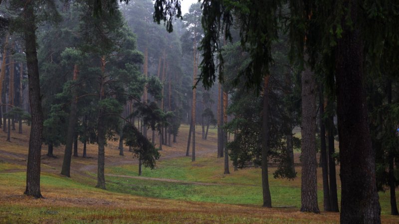 Программы по благоустройству лесных массивов подготовили в городах Московской области